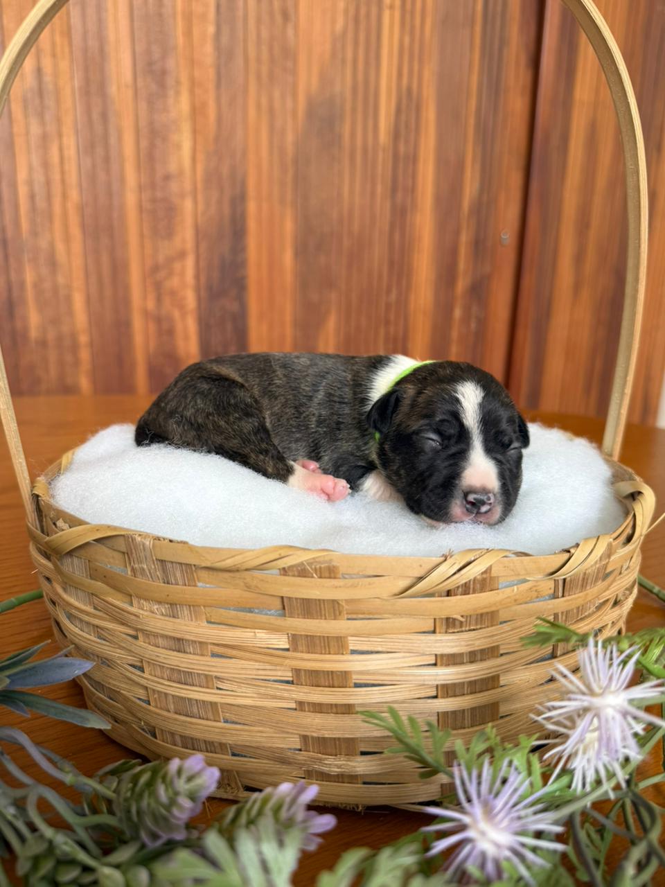 Macho 1-7